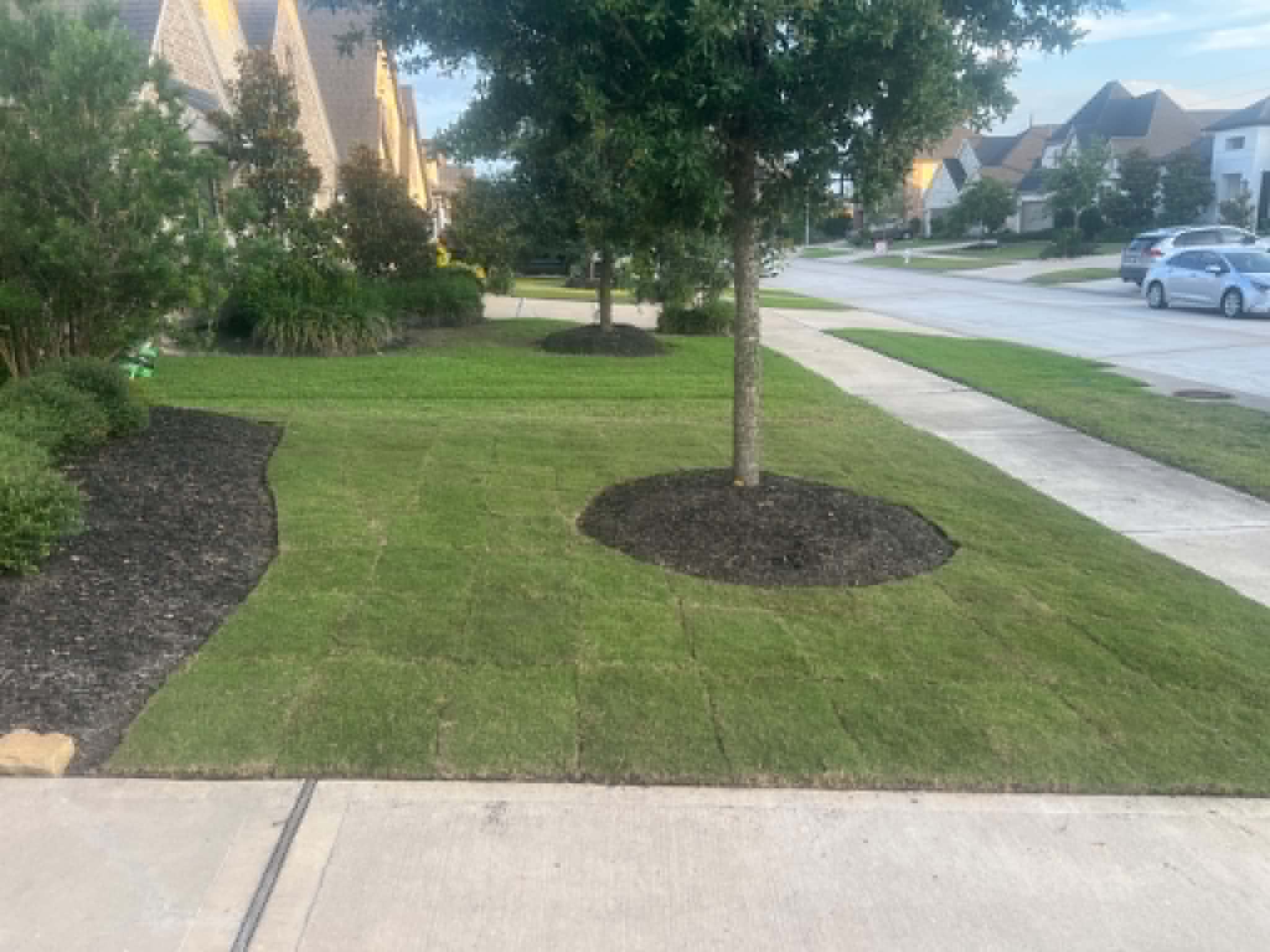 Lush new sod lawn by Arvo Landscapes, Cypress TX